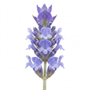 Lavender Hidcote Light Blue Plant (2L Pot)