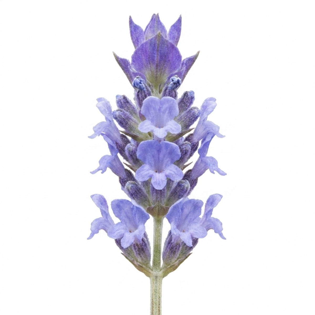 English Lavender (Lavandula angustifolia 'Hidcote') – Light Blue Flowers (2L Pot)