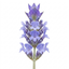 1 Large Plant - Lavender Hidcote Light Blue, Outdoor Garden Ready, 2L Pot