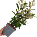 Elaeagnus ‘Crispy’ Plant