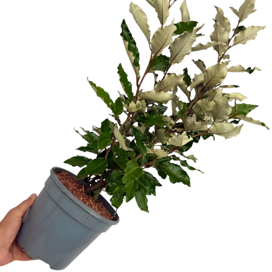 Elaeagnus 'Crispy' (Silverberry) – Evergreen Screening Shrub (3L Pot)