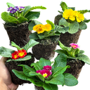 Primrose Growers Selection Plant