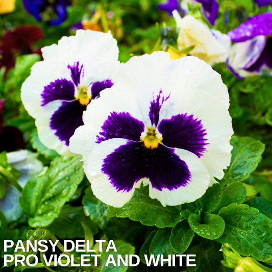 Two pansies with white upper petals and deep violet blotched faces, above fresh green foliage