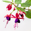 1 Large, Outdoor Garden Ready Plant - Fuchsia Dollar Princess, Peat Free 2L Pot