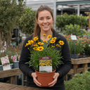 Coreopsis Solar Jewel Live Perennial Plants