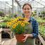 Set of 3 or 6 Coreopsis Presto Hardy Perennial Plants, Golden Yellow Summer Flowering, Outdoor Garden Ready, 1 Litre Root Ball