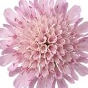 Scabious Pink Mist Pincushion Flower Plant (2L Pot)