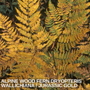 Alpine Wood Fern Dryopteris Wallichiana Jurassic Gold Plant (2L Pot)