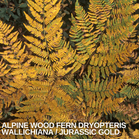 Arching fern fronds turning from green to golden yellow