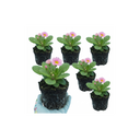 Primrose Strawberry Plants (Set of 3 or 6)