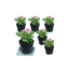 Set of 3 or 6 Large Plants - Primrose Strawberry, Ready to Plant in Your Garden, Peat Free