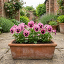 3 Hardy Pansy Plants Pink with Blotch Plant (3L Pot)