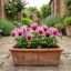3 Hardy Pansy Plants Pink with Blotch, Garden Ready Spring & Autumn Flowering, 3Ltr Root Ball