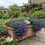 Set of 3 or 6 Large Plants - Aubrieta Kitte Blue, Ready to Plant in Your Garden, 1L