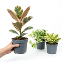 3 Designer Variegated Live Collection Plants
