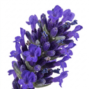 Lavender Hidcote Dark Blue Plant (2L Pot)