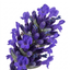 1 Large Plant - Lavender Hidcote Dark Blue, Outdoor Garden Ready, 2L Pot