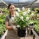 Philadelphus Snowbelle Mock Orange Plants