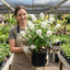 1 Philadelphus Snowbelle Mock Orange Plant, Fragrant Hardy White Flowering Garden Shrub, 3L Root-Ball