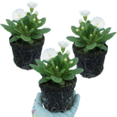 Primula Little Queen White Plants (Set of 3 or 6)
