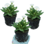 Set of 3 or 6 Primula Little Queen White Hardy Perennial Plants, Spring Flowering, Outdoor Garden Ready, 1 Litre Root-Ball