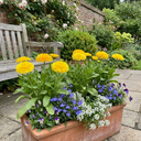 Calendula ‘Fiesta Yellow’ Plants (Set of 3 or 6)