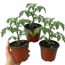 Tomato Lemon Sherbet Plants (Set of 3 or 6)