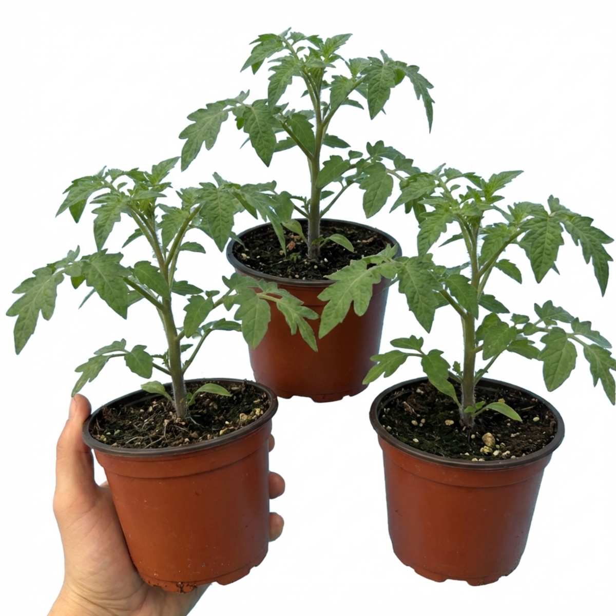 Tomato 'Lemon Sherbet' – Patio Bush Tomato (Set of 3 or 6)