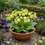 Set of 3 or 6 Primula Little Queen Lime Hardy Perennial Plants, Bee Friendly Spring Flowering, Outdoor Cottage Garden Ready, 1 Litre Root-Ball