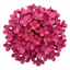 Set of 3 or 6 Large Plants - Arabis Barranca Deep Rose, Ready to Plant in Your Garden, 1L