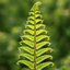 1 Large, Outdoor Garden Ready Plant - Scaly Male Fern Dryoteris The King, 2L Pot