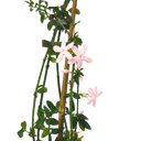 Jasminum x stephanense Plant (2L Pot)