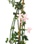 1 Live Outdoor Garden Ready Pink Jasmine Plant - Jasminum x stephanense, 2L Pot