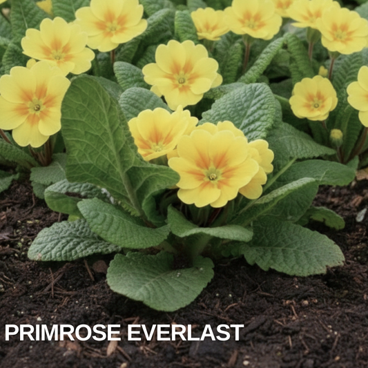Yellow primroses with orange centres flowering in a clump of crinkled green leaves