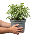 Ficus Twilight Weeping Fig Indoor Plants