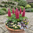 Lupin Legendary Rose Plants (Set of 3 or 6)