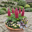 Set of 3 or 6 Lupin Legendary Rose Hardy Perennial Plants, Summer Flowering Cottage Garden Plants, Outdoor Garden Ready, 1 Litre Root-Ball