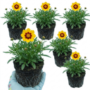 Coreopsis Sunfire Plants (Set of 3 or 6)