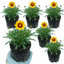 Set of 3 or 6 Coreopsis Sunfire Hardy Perennial Plants, Garden Ready, Bee Friendly, Summer Flowering, 1 Litre Root Ball