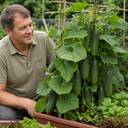 Cucumber Tasty Green Plants