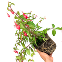 1 Large, Outdoor Garden Ready Plant - Fuchsia Snowcap, Peat Free 2L Pot