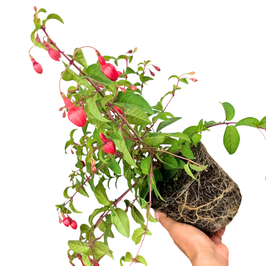 Fuchsia 'Snowcap' – Hardy Border Fuchsia (2L Pot)