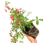 1 Large, Outdoor Garden Ready Plant - Fuchsia Snowcap, Peat Free 2L Pot