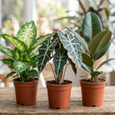 Dieffenbachia Plant (1L Pot)