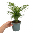 Areca Palm Plants
