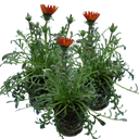 Gazania Kiss Red Plants (Set of 3 or 6)