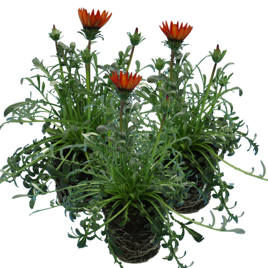 Gazania 'Kiss Red' – Treasure Flower (Set of 3 or 6)