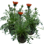 Set of 3 or 6 Large Plants - Gazania Kiss Red, Ready to Plant in Your Garden, Peat-Free