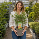 3 Litre Green Leaf Acer Tree, Nursery Pots, Outdoor Garden