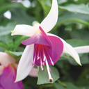 Set of 3 or 6 Large, Outdoor Garden Ready Plants - Fuchsia Bella Nora (White & Violet)